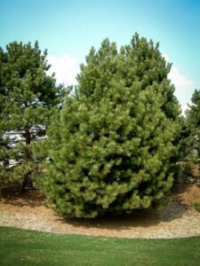 Сосна Чёрная (Pinus Nigra) купить по цене от 270.00р. в интернет-магазине «Посадика» с доставкой почтой в в Жуковскийе и по всей России – [изображение №1].