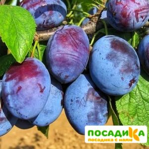 Слива Чачакская ранняя купить по цене от 229.00р. в интернет-магазине «Посадика» с доставкой почтой в в Жуковскийе и по всей России – [изображение №1].