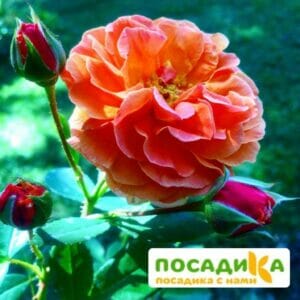 Роза Арабия купить по цене от 350.00р. в интернет-магазине «Посадика» с доставкой почтой в в Жуковскийе и по всей России – [изображение №1].