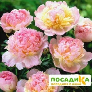 Пион Распберри Сандей (Paeonia Raspberry Sundae) купить по цене от 959р. в интернет-магазине «Посадика» с доставкой почтой в в Жуковскийе и по всей России – [изображение №1].