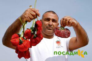 Клубника Гигант Джорнея купить по цене от 266р. в интернет-магазине «Посадика» с доставкой почтой в в Жуковскийе и по всей России – [изображение №1].
