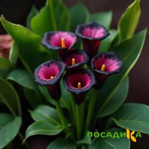 Калла Аура Лейс купить по цене от 400р. в интернет-магазине «Посадика» с доставкой почтой в в Жуковскийе и по всей России – [изображение №1].