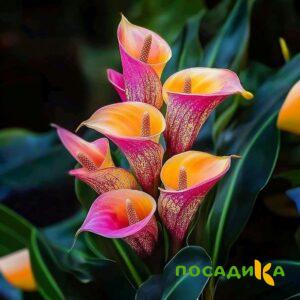 Калла Оникс купить по цене от 450р. в интернет-магазине «Посадика» с доставкой почтой в в Жуковскийе и по всей России – [изображение №1].