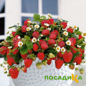 Клубника Рубиновый Шепот (горшечная) купить по цене от 240р. в интернет-магазине «Посадика» с доставкой почтой в в Жуковскийе и по всей России – [изображение №1].