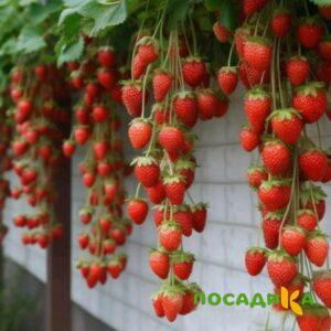Клубника вьющаяся Комплимент купить по цене от 470р. в интернет-магазине «Посадика» с доставкой почтой в в Жуковскийе и по всей России – [изображение №1].