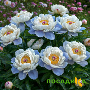 Пион акварельный Этюд купить по цене от 806р. в интернет-магазине «Посадика» с доставкой почтой в в Жуковскийе и по всей России – [изображение №1].