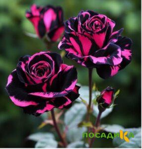 Роза Багровый Шепот купить по цене от 366р. в интернет-магазине «Посадика» с доставкой почтой в в Жуковскийе и по всей России – [изображение №1].