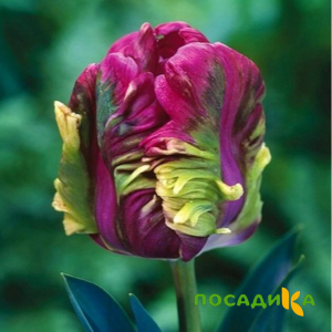 Тюльпан Экзотик Хэвен купить по цене от 186р. в интернет-магазине «Посадика» с доставкой почтой в в Жуковскийе и по всей России – [изображение №1].