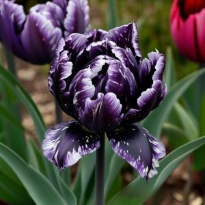 Тюльпан Индиго купить по цене от 600р. в интернет-магазине «Посадика» с доставкой почтой в в Жуковскийе и по всей России – [изображение №1].