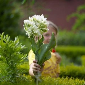 Тюльпан Супер Пэррот купить по цене от 360р. в интернет-магазине «Посадика» с доставкой почтой в в Жуковскийе и по всей России – [изображение №1].