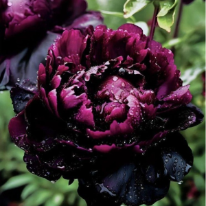 Пион Темный Сад купить по цене от 421р. в интернет-магазине «Посадика» с доставкой почтой в в Жуковскийе и по всей России – [изображение №1].