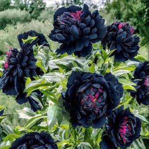 Пион древовидный Сердце Афродиты купить по цене от 600р. в интернет-магазине «Посадика» с доставкой почтой в в Жуковскийе и по всей России – [изображение №1].