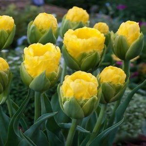 Тюльпан махровый Ванила Коп купить по цене от 159р. в интернет-магазине «Посадика» с доставкой почтой в в Жуковскийе и по всей России – [изображение №1].