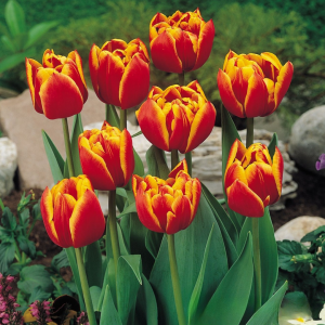 Тюльпан Блэк Фаер купить по цене от 275р. в интернет-магазине «Посадика» с доставкой почтой в в Жуковскийе и по всей России – [изображение №1].