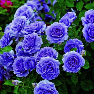 Роза Блю Мун купить по цене от 450р. в интернет-магазине «Посадика» с доставкой почтой в в Жуковскийе и по всей России – [изображение №1].