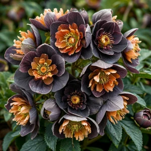 Морозник Блум Айс купить по цене от 499р. в интернет-магазине «Посадика» с доставкой почтой в в Жуковскийе и по всей России – [изображение №1].