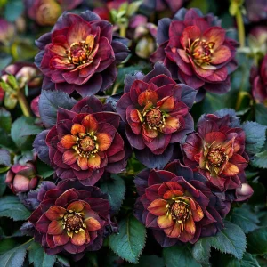 Морозник Сноу Дроп купить по цене от 348р. в интернет-магазине «Посадика» с доставкой почтой в в Жуковскийе и по всей России – [изображение №1].