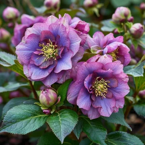 Морозник Айс Принцесс Чарм купить по цене от 650р. в интернет-магазине «Посадика» с доставкой почтой в в Жуковскийе и по всей России – [изображение №1].