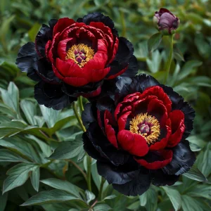 Пион Эбеновый Рубин купить по цене от 419р. в интернет-магазине «Посадика» с доставкой почтой в в Жуковскийе и по всей России – [изображение №1].