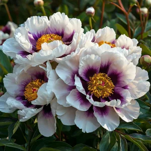 Пион Эко Саммер купить по цене от 548р. в интернет-магазине «Посадика» с доставкой почтой в в Жуковскийе и по всей России – [изображение №1].