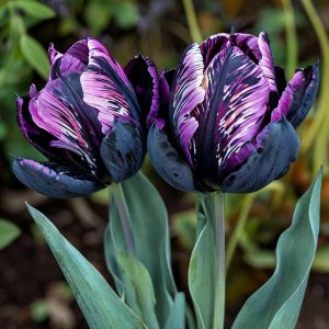 Тюльпан Блэк Каньон купить по цене от 305р. в интернет-магазине «Посадика» с доставкой почтой в в Жуковскийе и по всей России – [изображение №1].