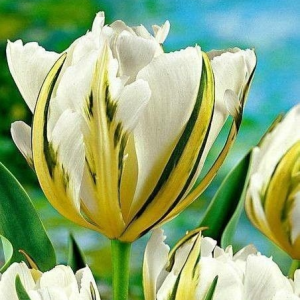 Тюльпан Экзотик Пуруссима купить по цене от 305р. в интернет-магазине «Посадика» с доставкой почтой в в Жуковскийе и по всей России – [изображение №1].