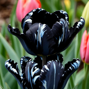 Тюльпан Шелк Нуар купить по цене от 219р. в интернет-магазине «Посадика» с доставкой почтой в в Жуковскийе и по всей России – [изображение №1].